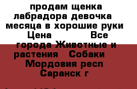 продам щенка лабрадора девочка 2 месяца в хорошие руки › Цена ­ 8 000 - Все города Животные и растения » Собаки   . Мордовия респ.,Саранск г.